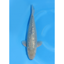 KGE.205 GINRIN SORAGOI